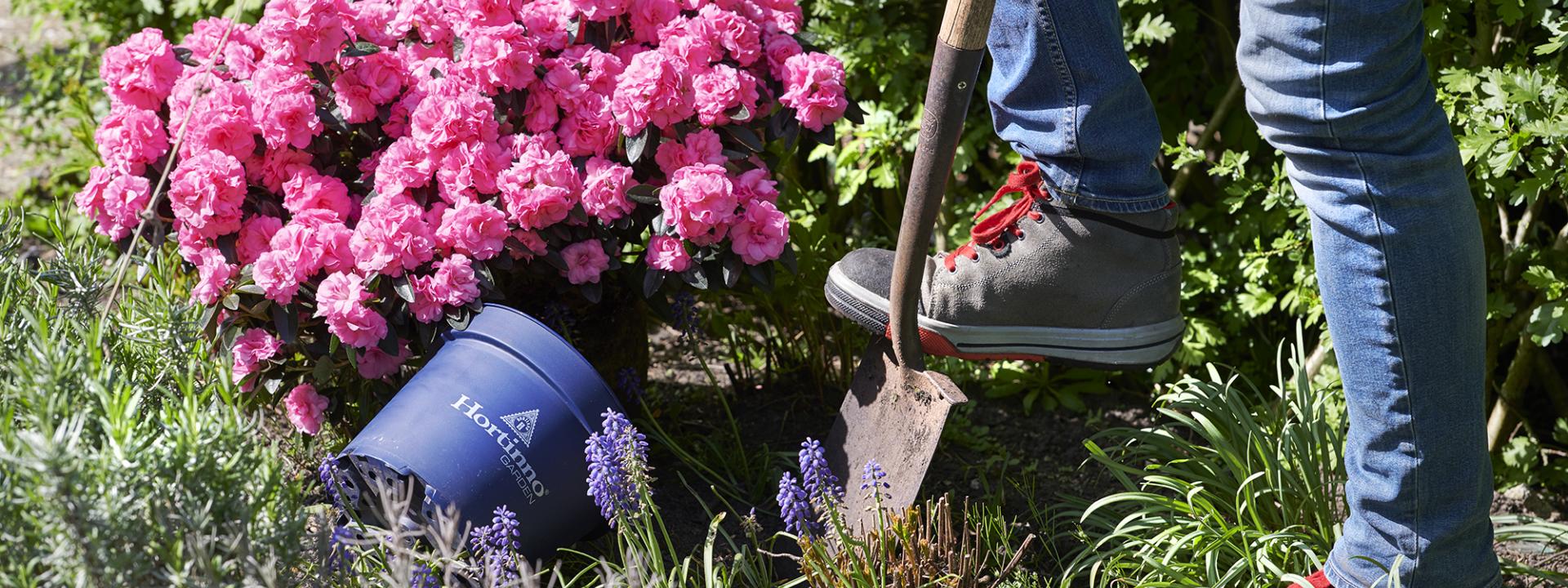 Transplanting azaleas deals